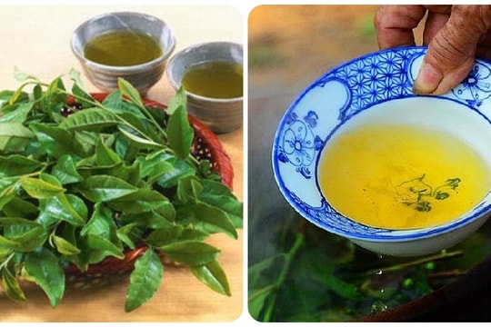Thời điểm không nên uống nước chè xanh