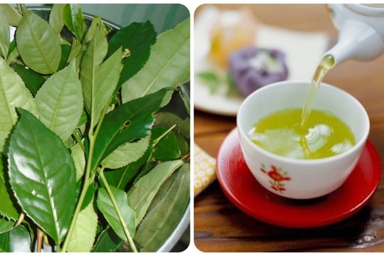 4 không khi uống nước chè xanh