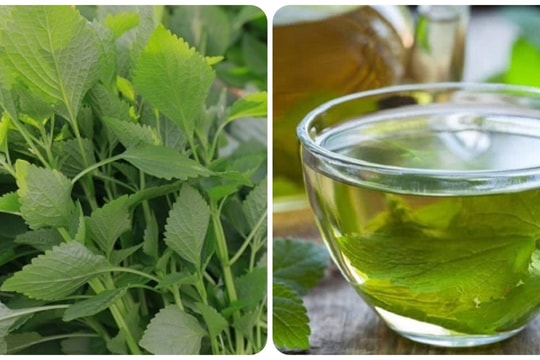 Rau kinh giới có tác dụng gì với sức khoẻ?
