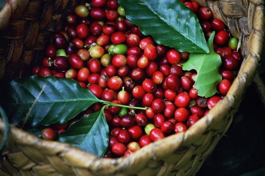 Giá cà phê hôm nay 6/5: Trong nước giảm mạnh