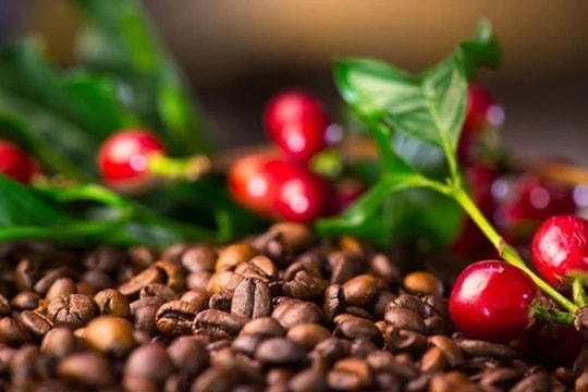 Giá cà phê hôm nay 11/5: Thế giới tăng, trong nước giảm