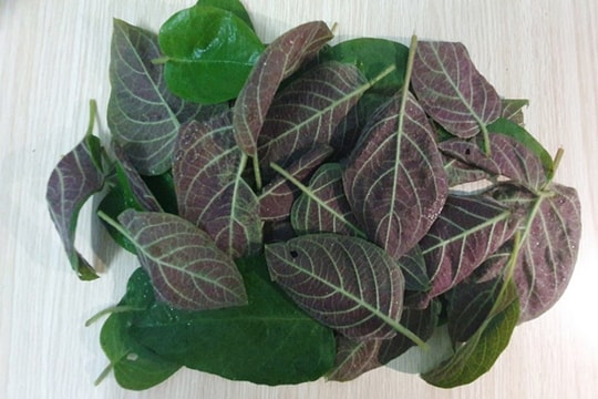 Lá mơ chữa bệnh gì?