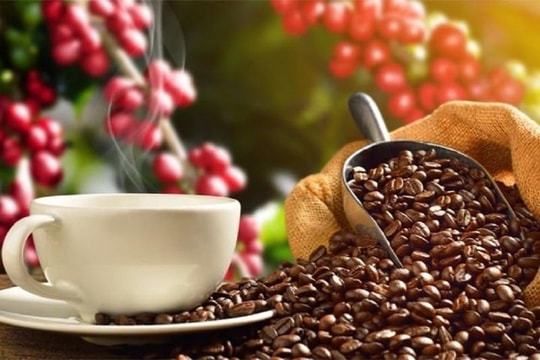 Giá cà phê hôm nay 14/5: Trong nước giảm mạnh, thế giới tăng
