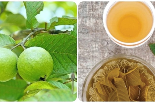 Trà lá ổi có tác dụng đặc biệt gì?