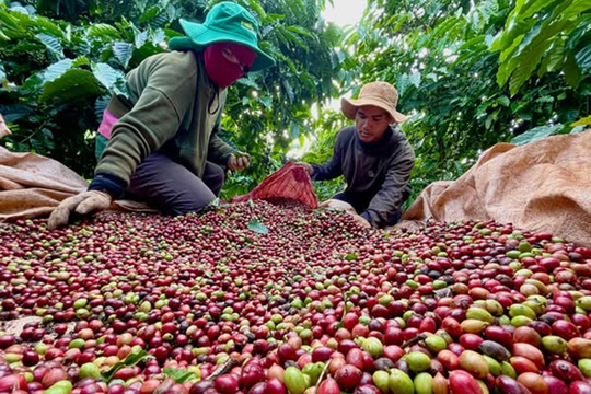 Xuất khẩu cà phê có thể vượt mốc 6 tỷ USD