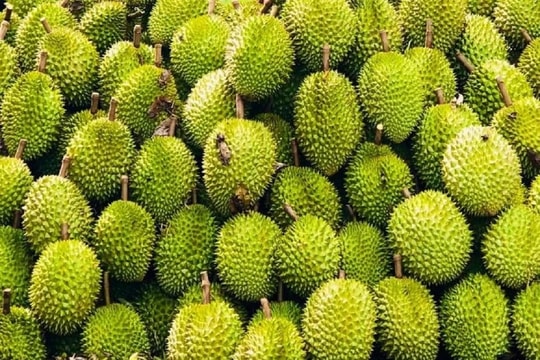 Trung Quốc chấp thuận thêm 829 mã vùng trồng, 131 mã đóng gói sầu riêng Việt Nam