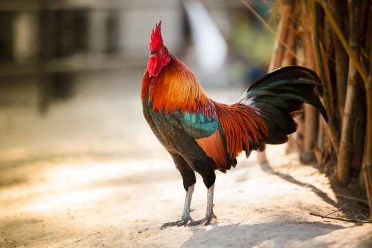 3 tháng tới: 4 con giáp tài lộc rực rỡ, giàu lên nhanh chóng