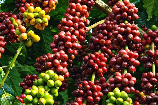 Giá cà phê hôm nay 22/5: Trong nước giảm, thế giới tăng nhẹ