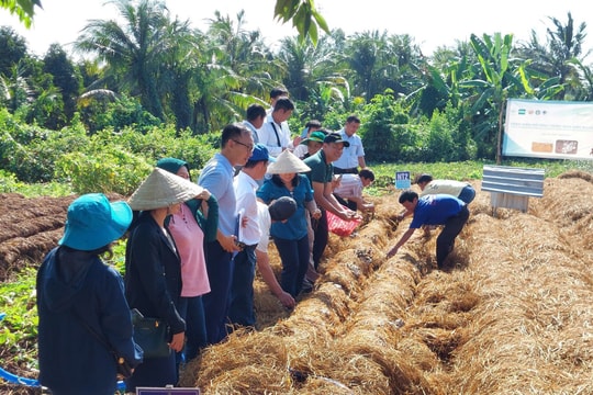 Biến rơm rạ thành 'vàng xanh': Công nghệ đột phá từ đồng ruộng