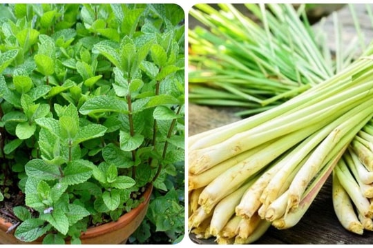Những loại cây giúp đuổi muỗi phòng sốt xuất huyết hiệu quả