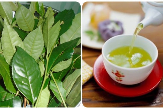 Uống nước chè xanh có tốt cho thận?