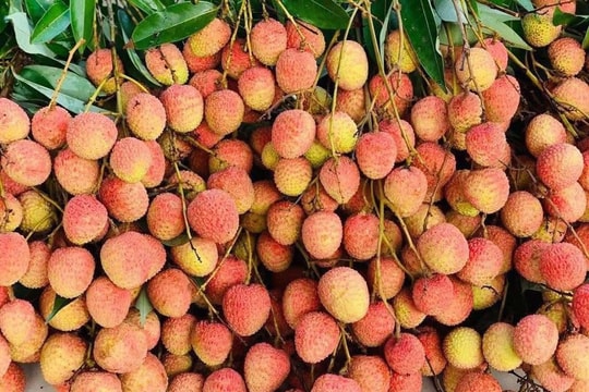 Chợ mạng rao bán vải u hồng chín sớm, giá rẻ bất ngờ