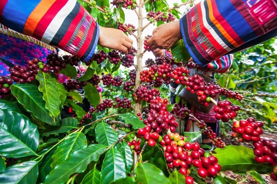Giá cà phê hôm nay 27/5: Trong nước ổn định, thế giới giảm