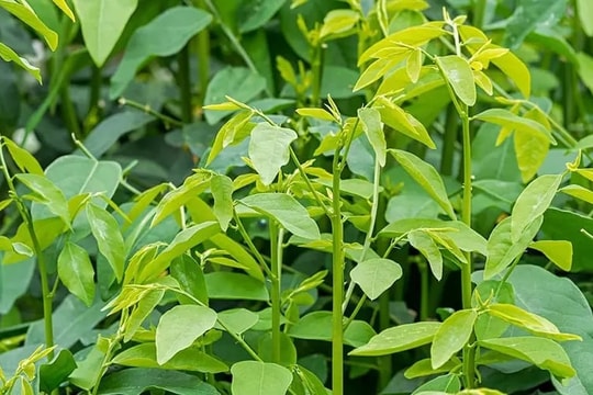 Bài thuốc từ rau ngót