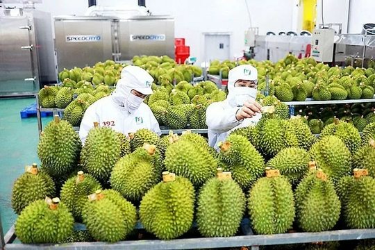 Trung Quốc thống nhất gỡ vướng xuất khẩu sầu riêng Việt Nam
