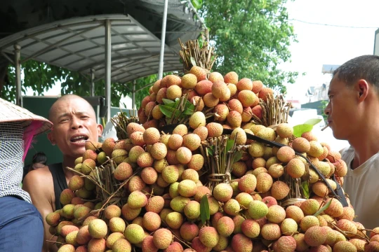 Hải Dương mở vườn thu hoạch vải thiều Thanh Hà xuất khẩu