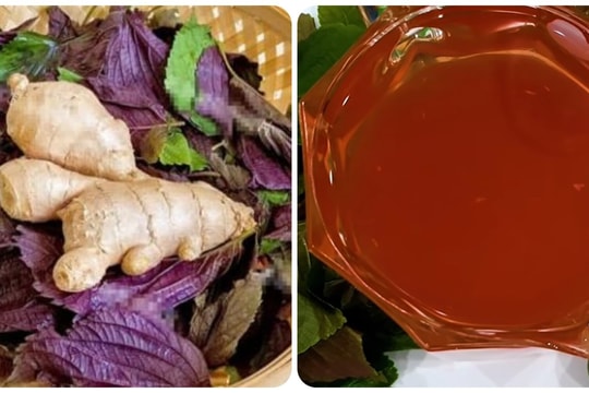 Tía tô nấu với gừng uống có tác dụng gì?