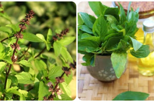 Ăn rau húng quế có tốt cho thận?