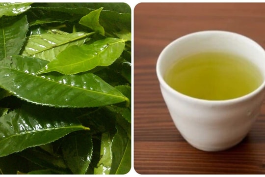 Thời điểm uống nước chè xanh để hỗ trợ thải độc gan hiệu quả