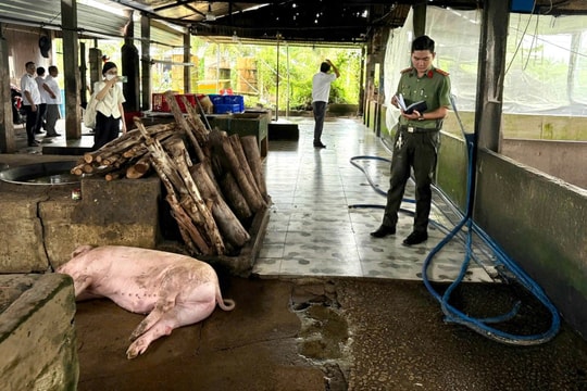 Kết quả kiểm tra lò mổ heo gia công cho các cửa hàng C.P ở Sóc Trăng
