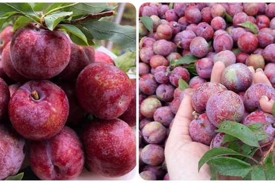 Những người nên hạn chế ăn mận