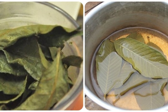 Uống trà lá ổi khô có tác dụng gì?