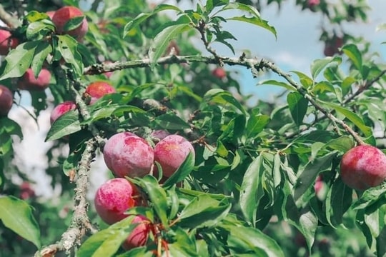 Quả mận trị bệnh gì?
