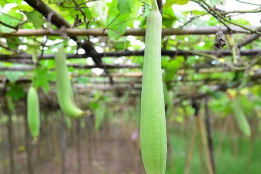 Những người tuyệt đối không nên ăn mướp