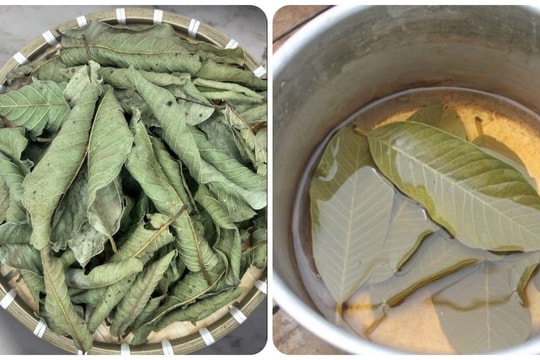 Uống nước lá ổi khô có tác dụng gì?