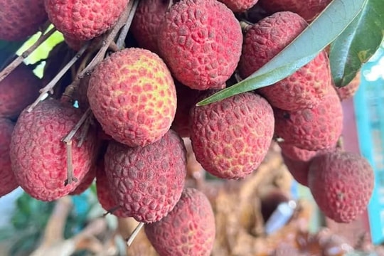 Nhóm người nên hạn chế ăn vải