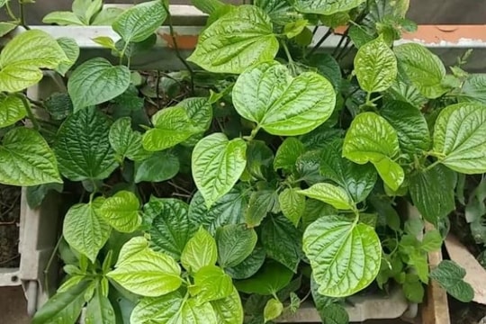 Công dụng chữa bệnh của lá lốt