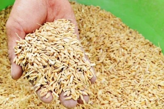 Hỗ trợ 160 tấn hạt lúa giống cho Thành phố Huế khắc phục thiệt hại bão số 1
