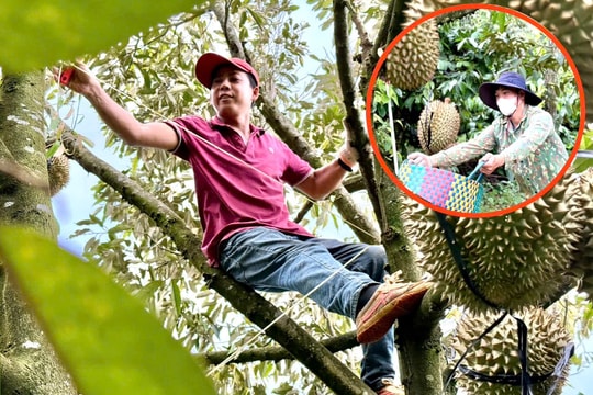 Nghề kiếm chục triệu mỗi ngày từ cây sầu riêng