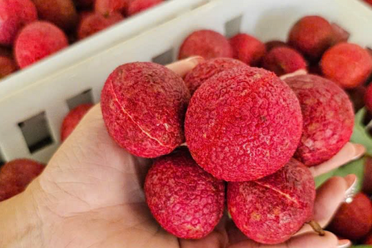 Một loại vải đặc biệt ở Thanh Hoá giá 600.000 đồng/kg