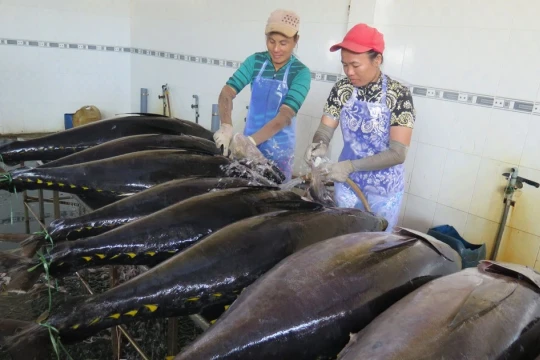 Công nghệ giúp bảo quản cá ngừ tươi ngon