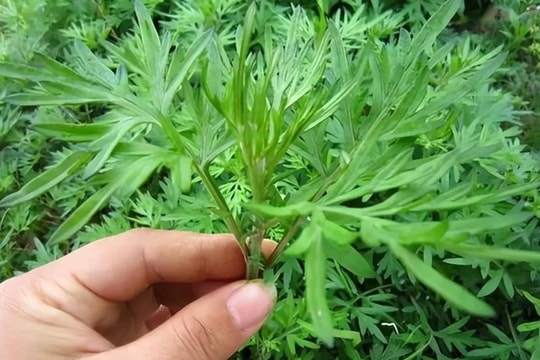 Bài thuốc từ ngải cứu