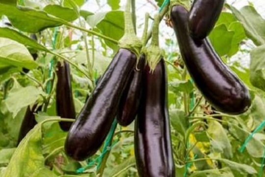 Tác dụng của quả cà tím