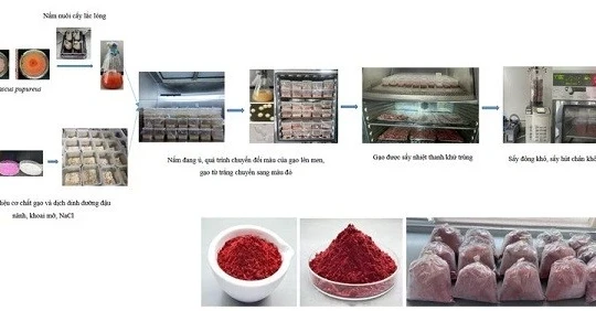 Gạo lên men đỏ bằng công nghệ sinh học