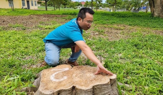 Tạm dừng bổ nhiệm nguyên chủ tịch xã vì chặt cây xanh ở khuôn viên trụ sở đem bán