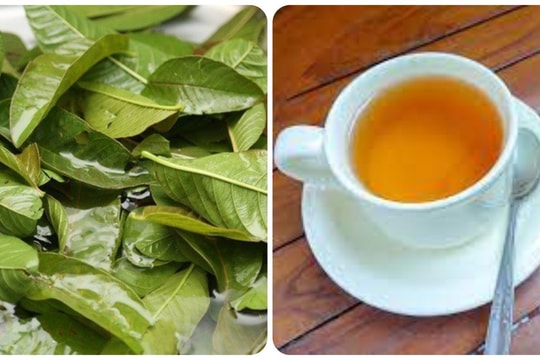 Uống nước lá ổi thay nước lọc hàng ngày có tốt?
