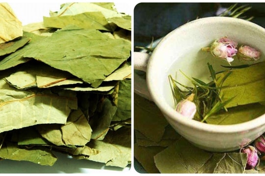 Uống nước lá sen có tác dụng gì?
