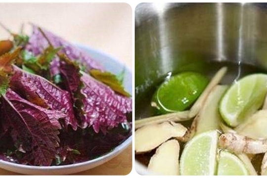 Uống nước lá tía tô với chanh, gừng, sả có tác dụng gì?
