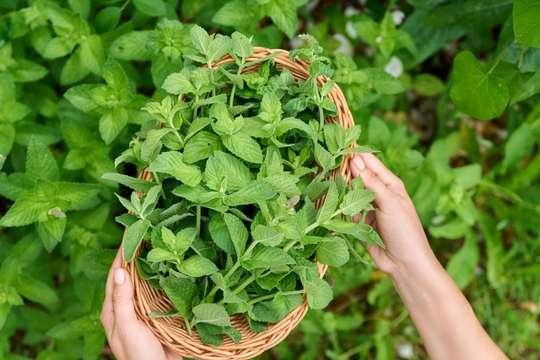 Loại lá vừa là gia vị vừa là 'thần dược tự nhiên' tốt cho sức khỏe