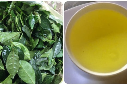 Uống nước chè xanh tươi hàng ngày có tác dụng gì?
