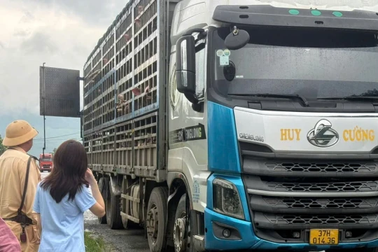 Phú Thọ tiêu hủy gần 200 con lợn nhiễm tả châu Phi