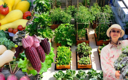 Mê mẩn khu vườn sân thượng đẹp 'như vẽ bằng AI' của mẹ đảm Đà Nẵng