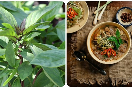 Cây rau húng quế có tác dụng gì?