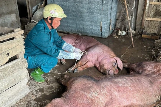 Dịch tả châu Phi bùng phát mạnh, Nghệ An tiêu hủy hàng nghìn con lợn