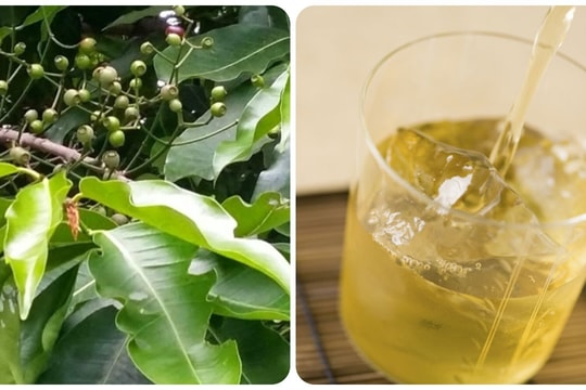 Uống nước vối thường xuyên có tác dụng gì?