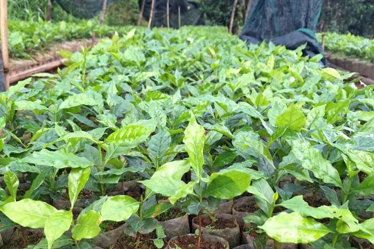 Thay hoa bằng cây giống, mở lối sinh kế cho người nghèo